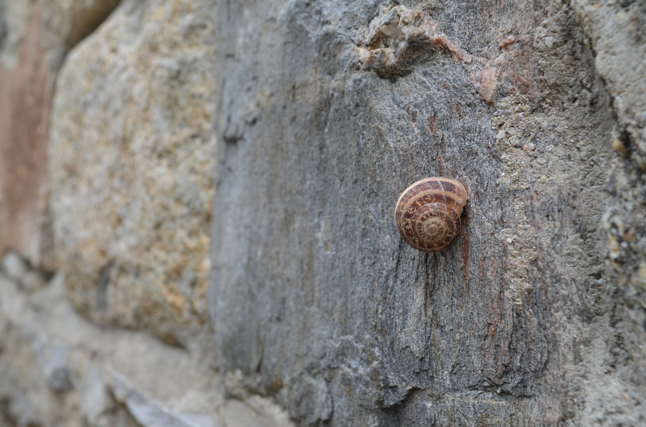 mykonos snail stone free photo