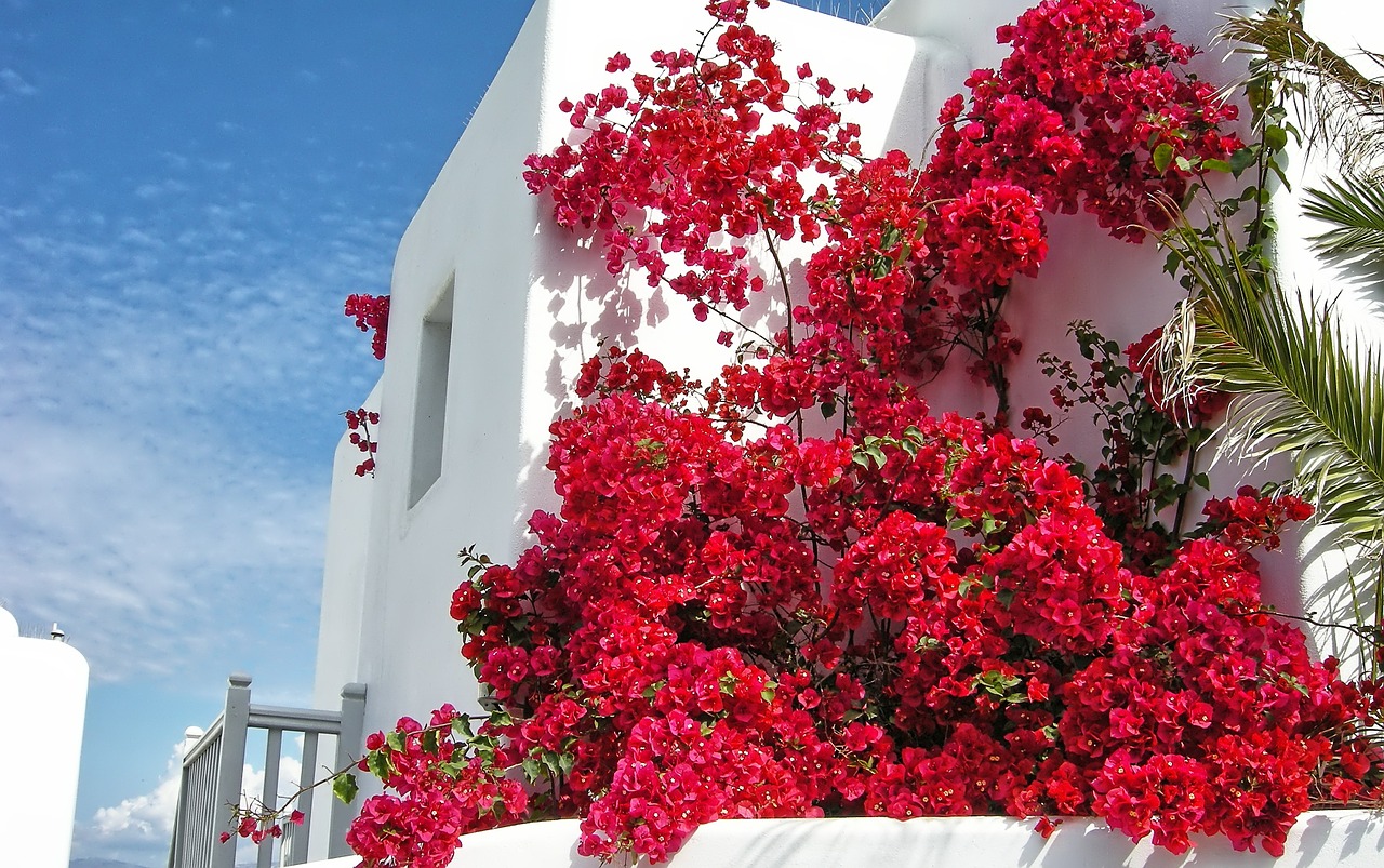 mykonos greece flowers free photo