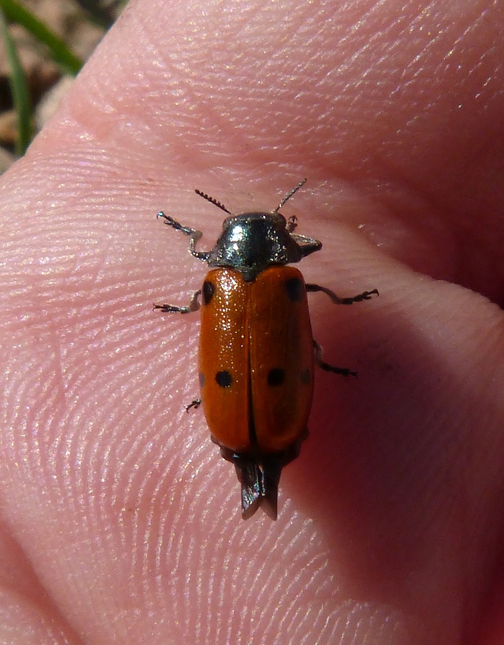 mylabris quadripunctata ladybug beetle meloideo free photo