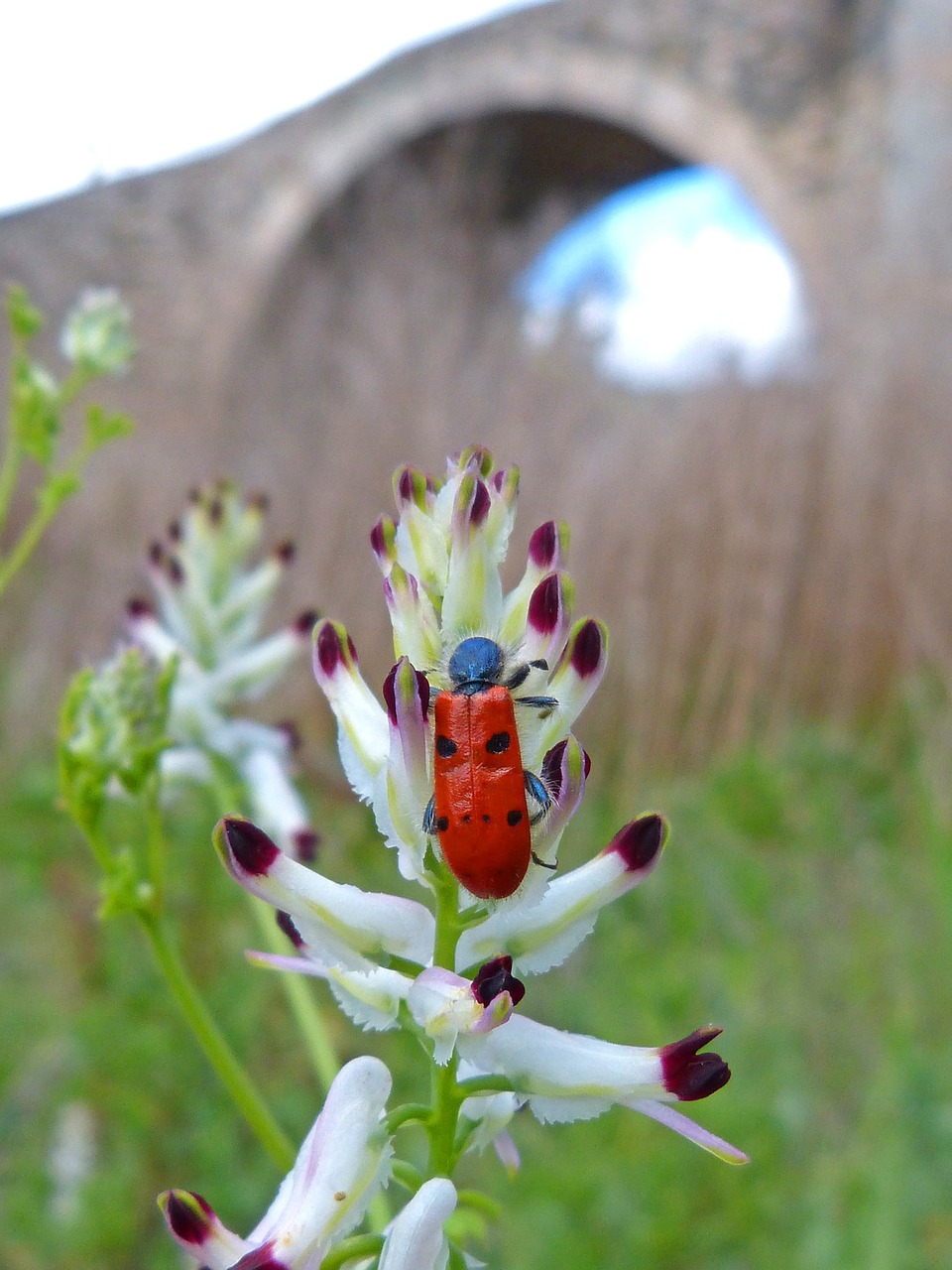 mylabris quadripunctata ladybug beetle meloideo free photo