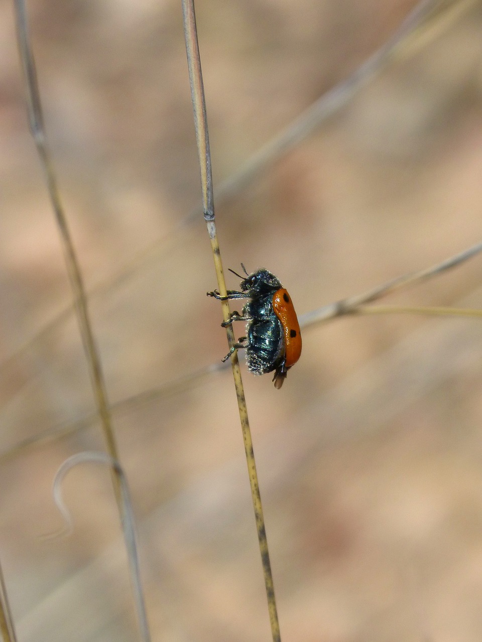 mylabris quadripunctata ladybug beetle meloideo free photo