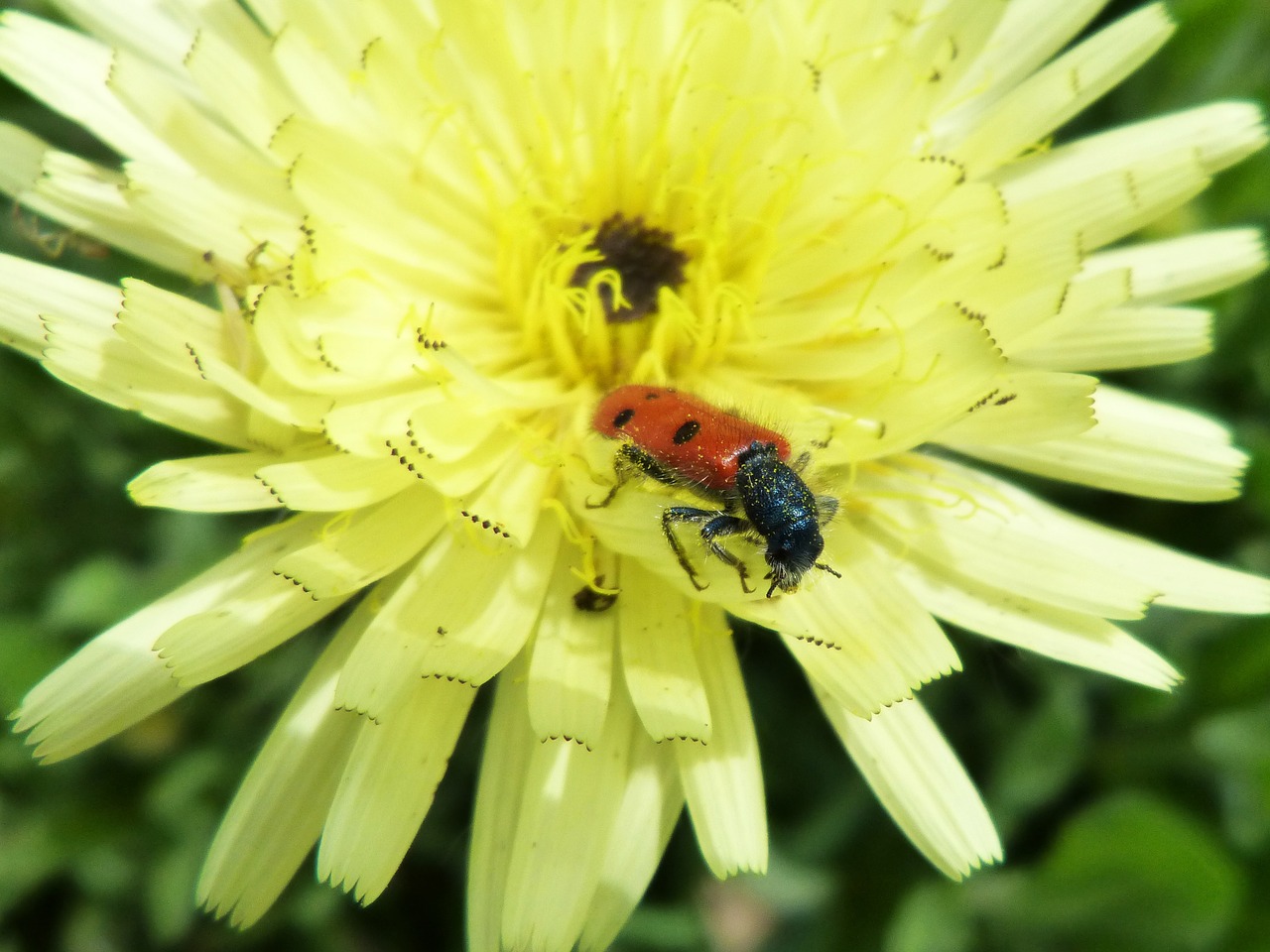 mylabris quadripunctata ladybug beetle meloideo free photo