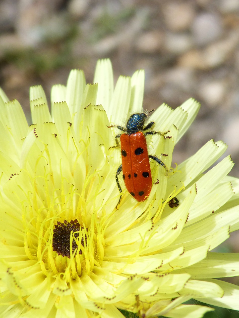 mylabris quadripunctata ladybug beetle meloideo free photo