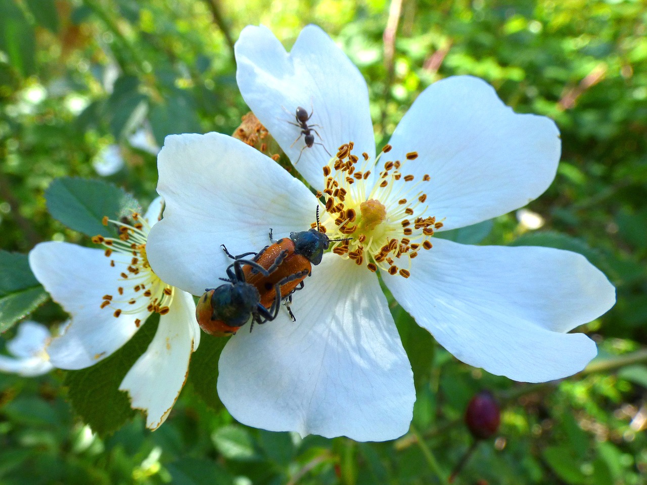 mylabris quadripunctata ladybug beetle meloideo free photo