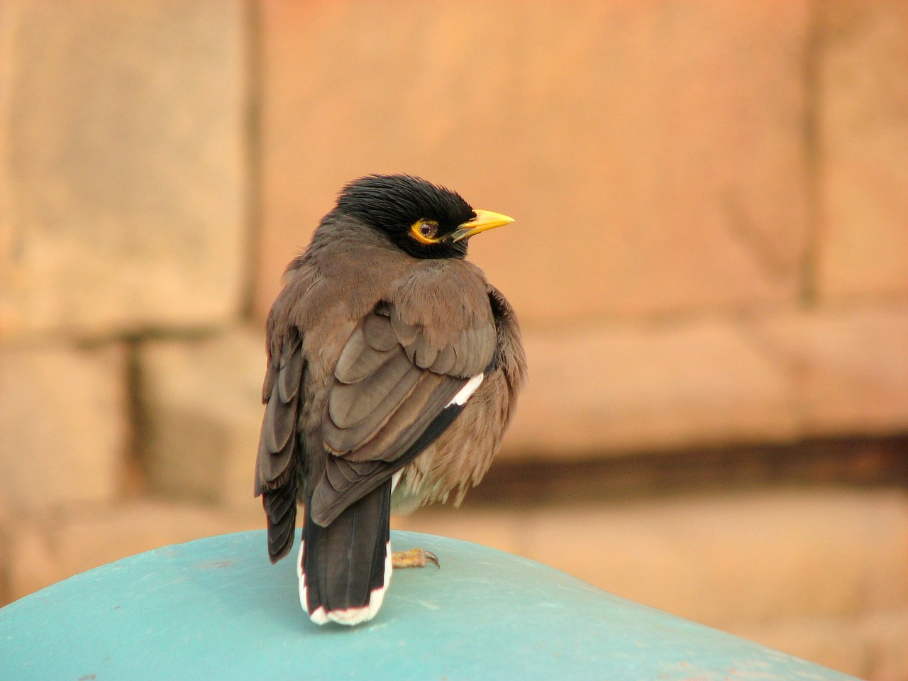 mynah bird ornithology free photo