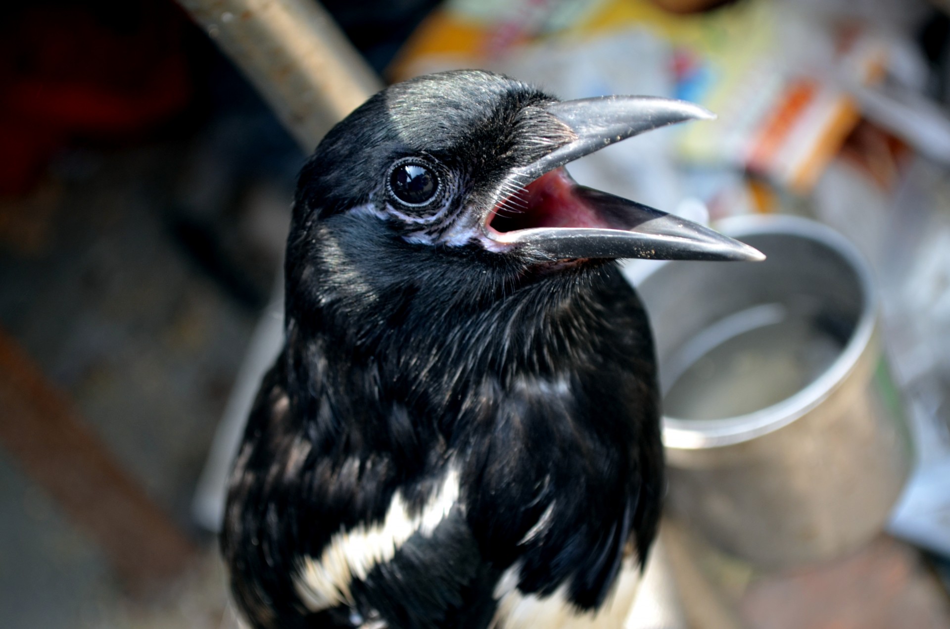 animals bird mynah free photo