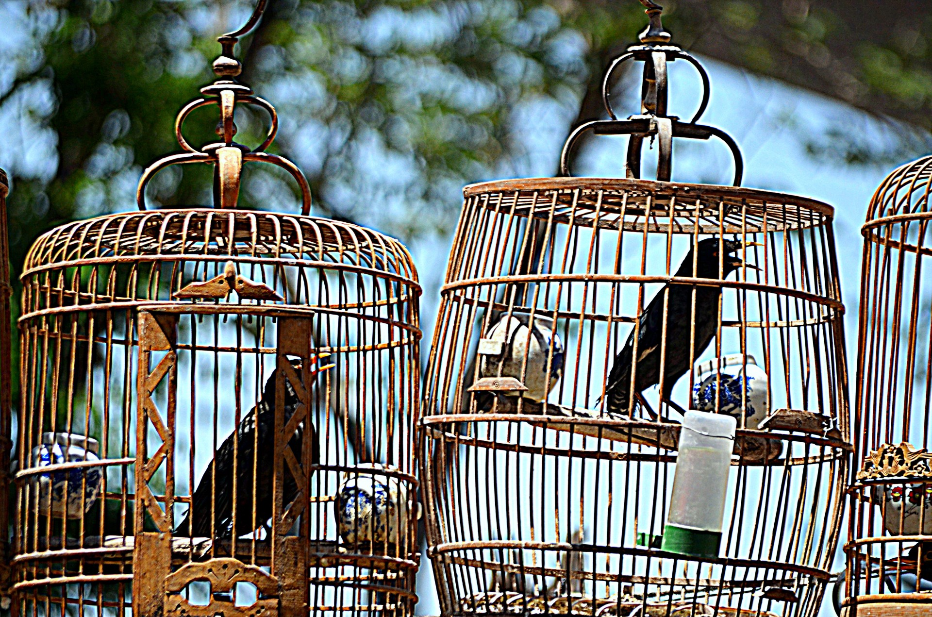 animals bird mynah free photo
