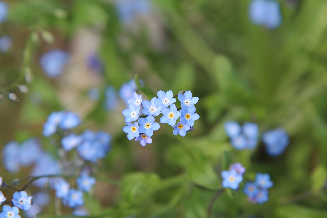 myosotis  blue flowers  small flower free photo
