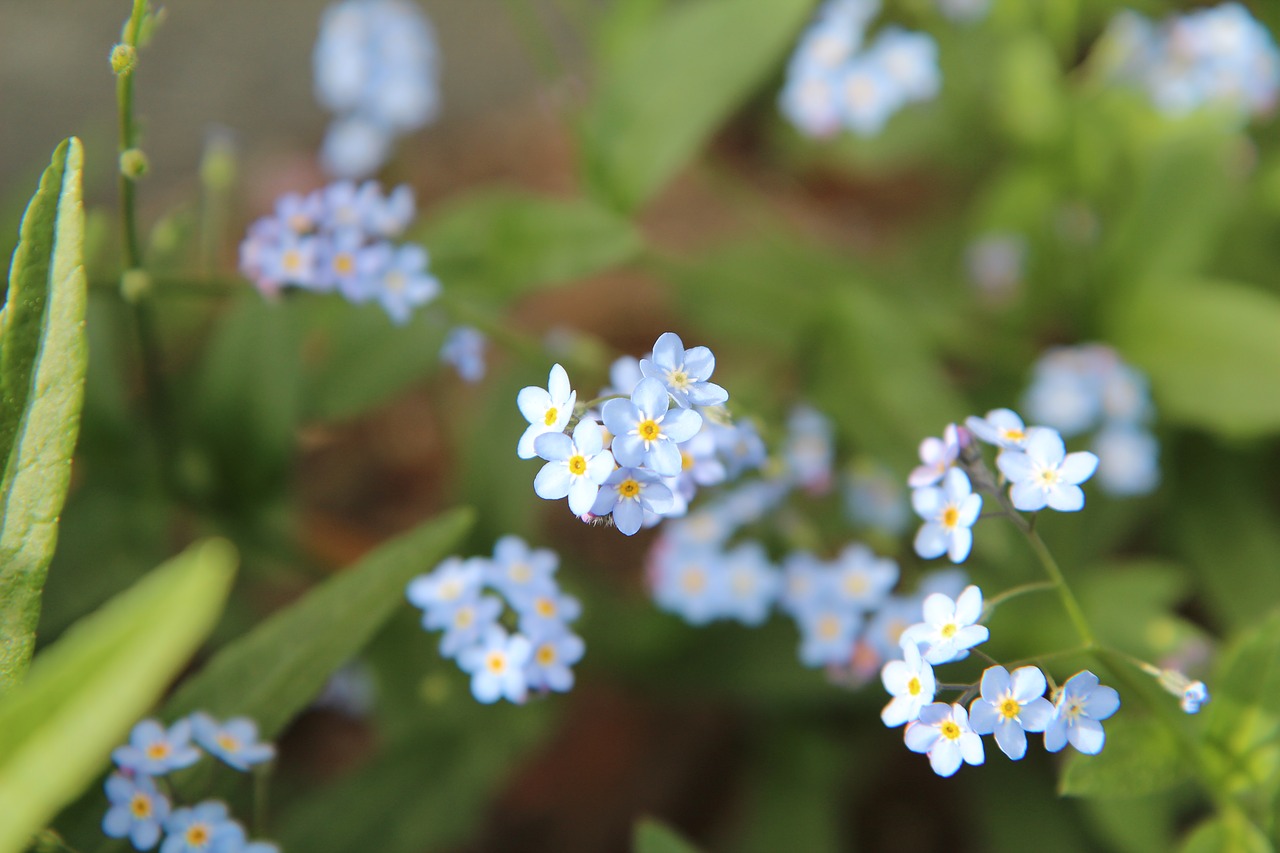 myosotis  forget-me-not blue  myosotis arvensis free photo