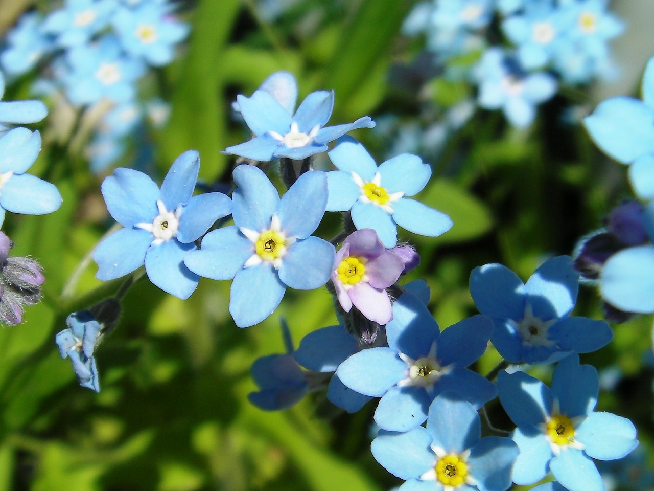 myosotis forget-me-not flower free photo