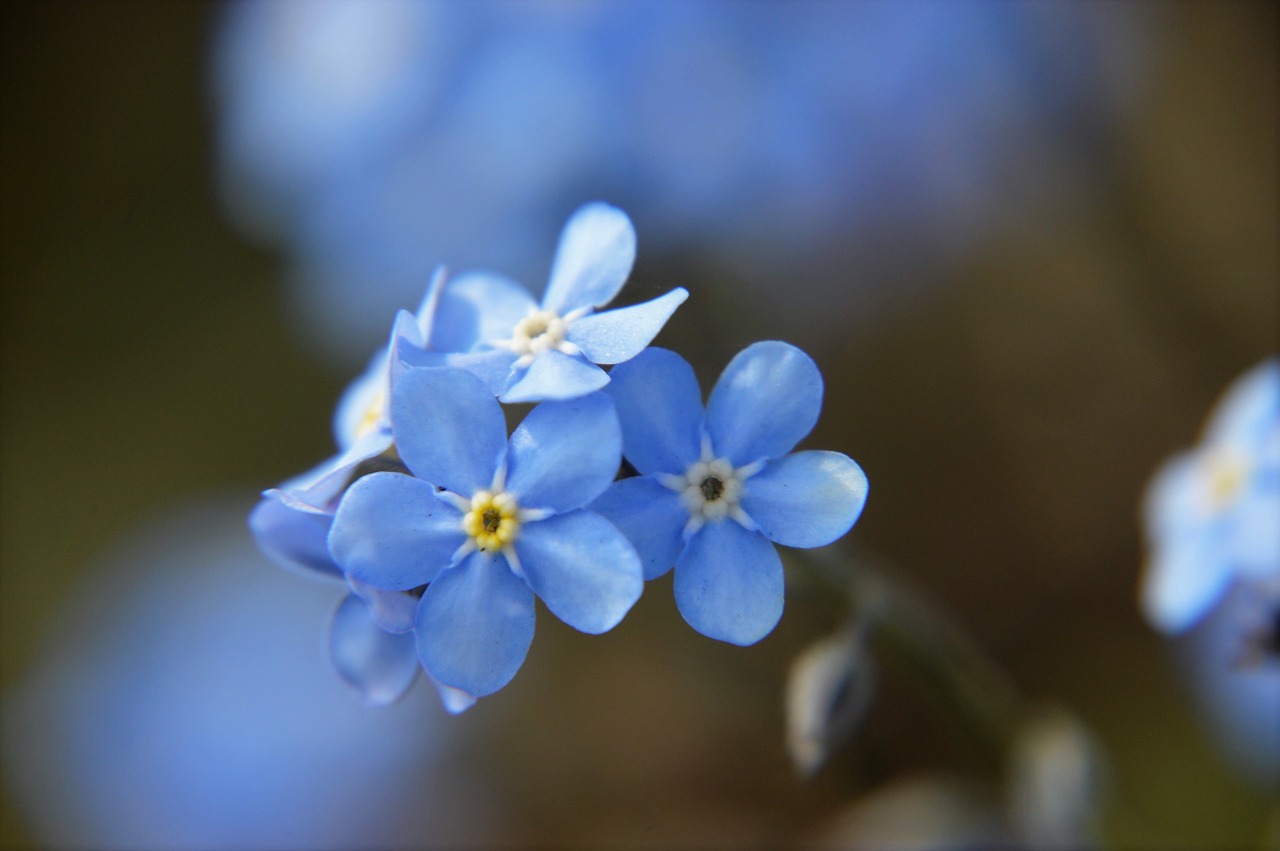 myosotis  blue  flower free photo