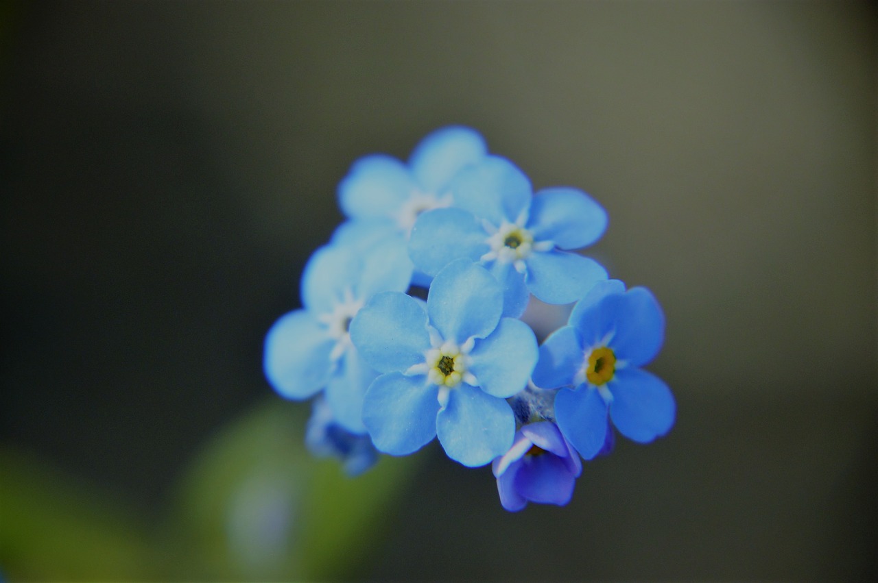 myosotis  blue  flower free photo