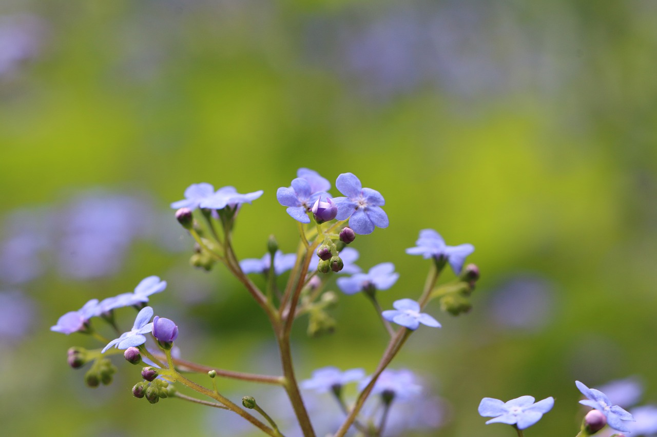 myosotis  flower  nature free photo