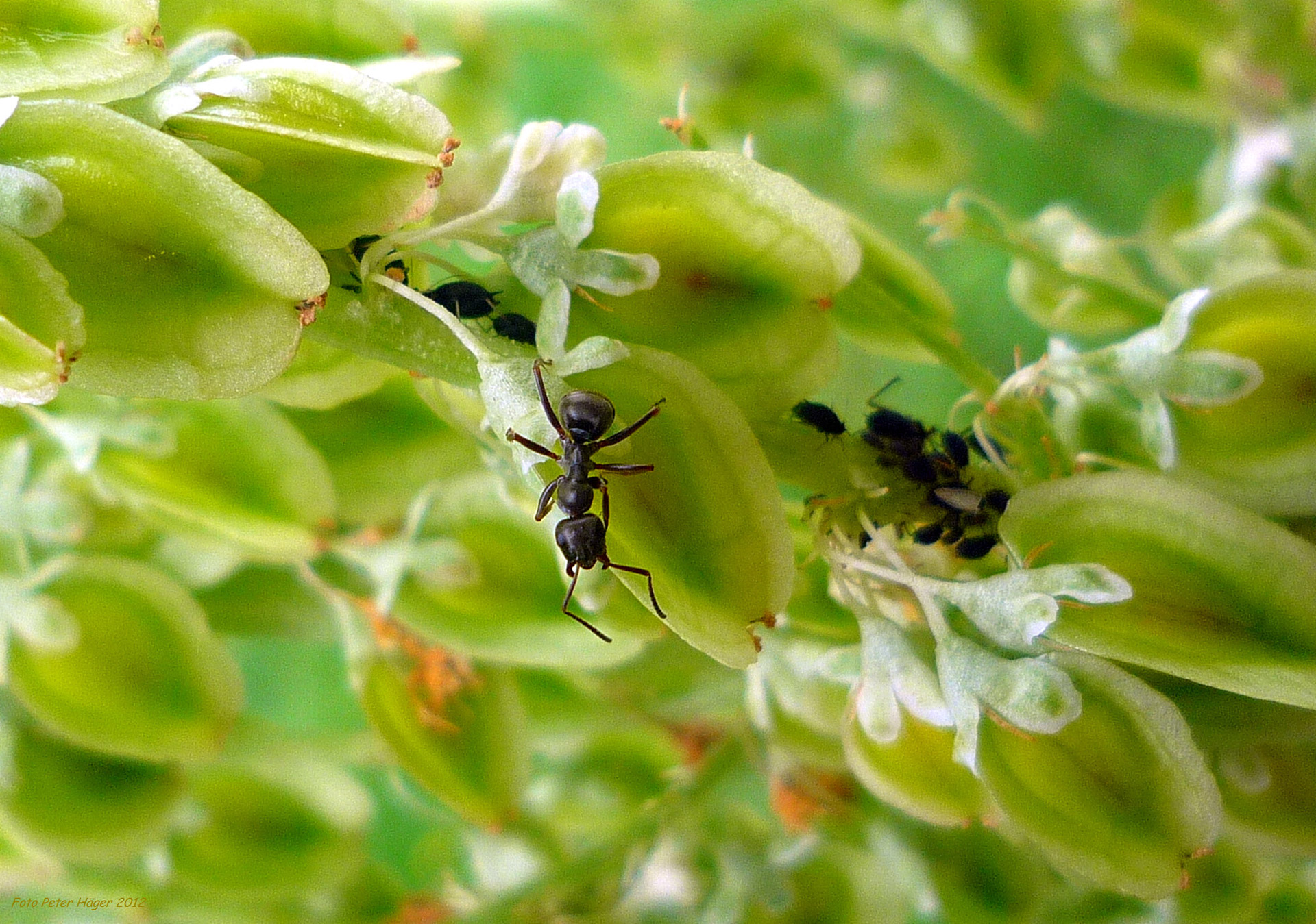 ant ants ants free photo