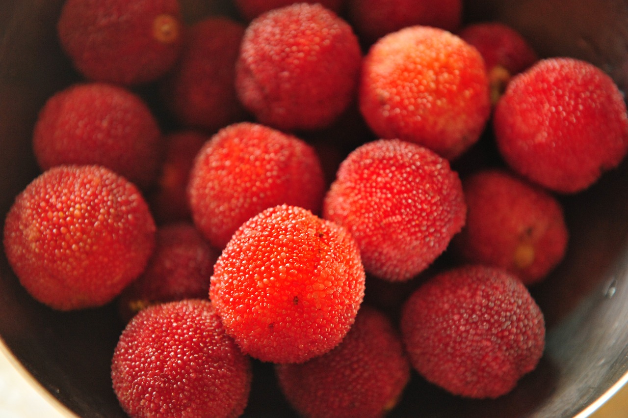 myrica rubra red fruit free photo