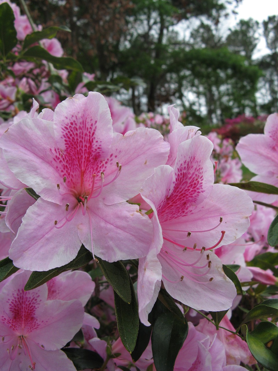 myrtle beach  pink flowers  hibiscus free photo