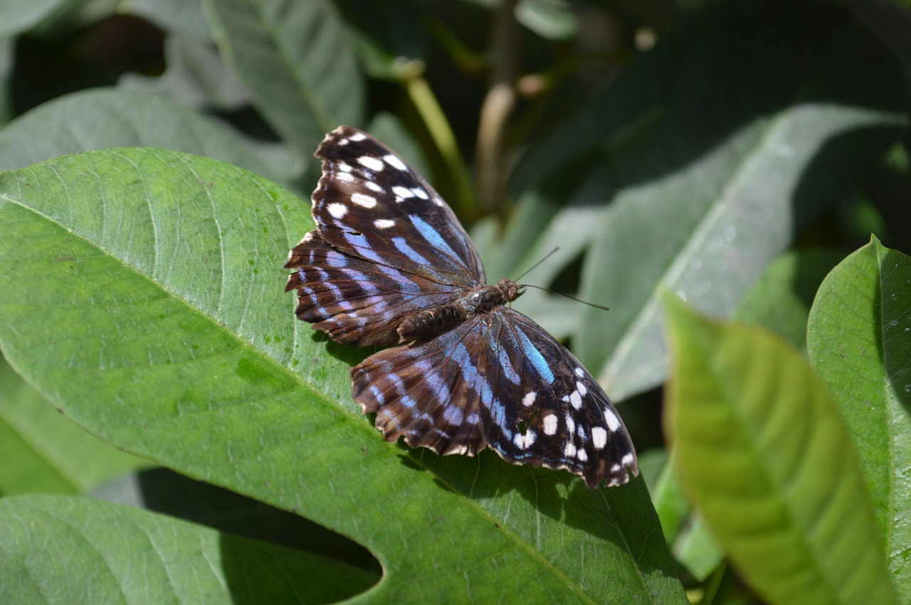 myscelia ethusa butterfly mexican blue wing free photo