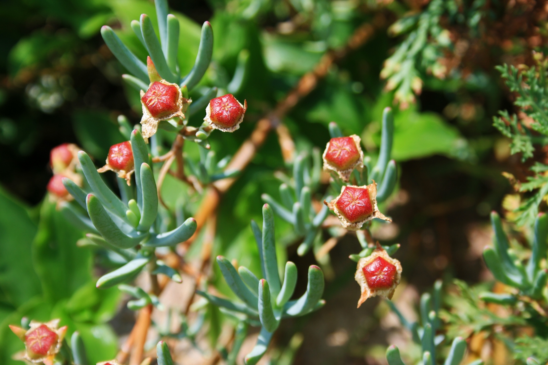 vygie mysem after flowering free photo