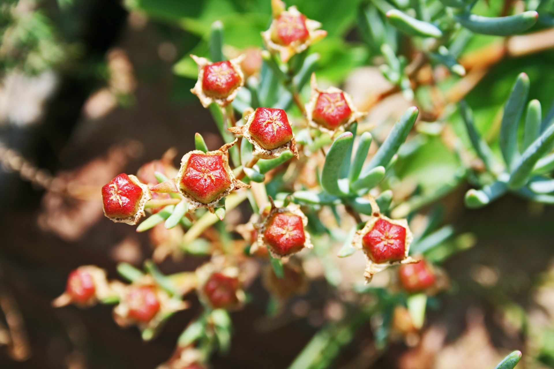 vygie mysem after flowering free photo