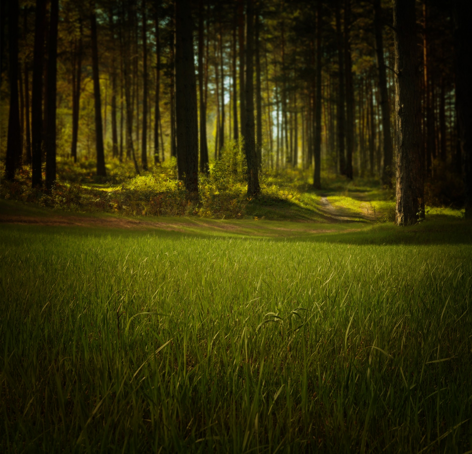 forest nature trees free photo