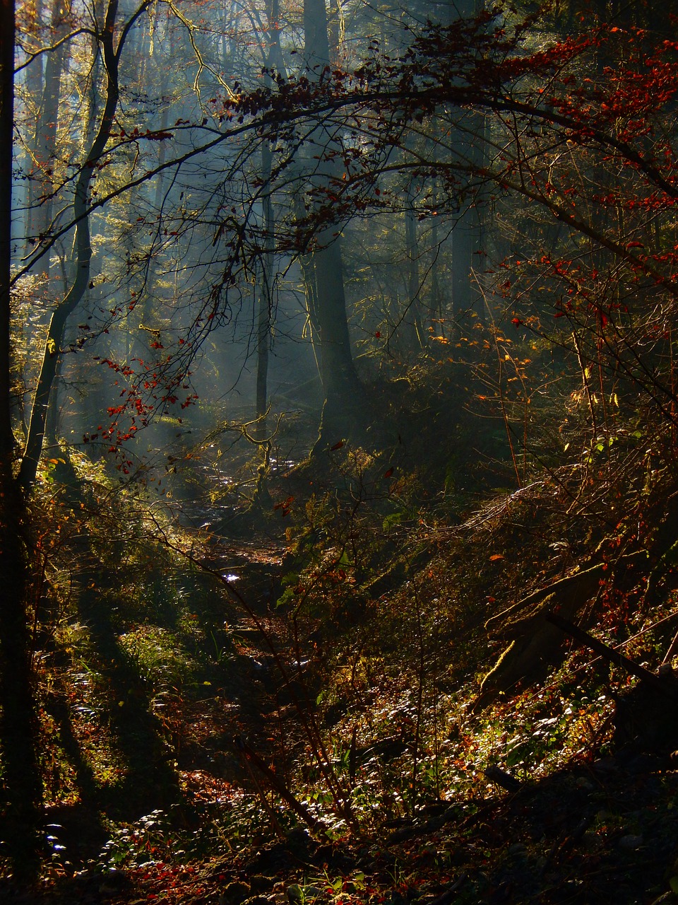 mystery forest mystical free photo