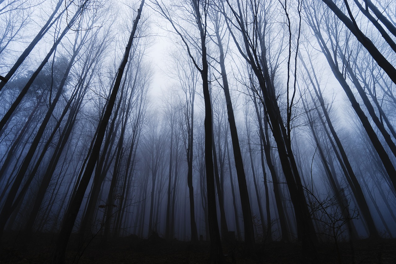 mystery  forest winter  trees free photo