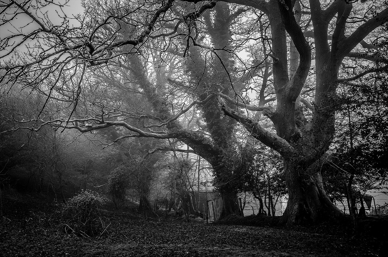 mystic trees foggy free photo