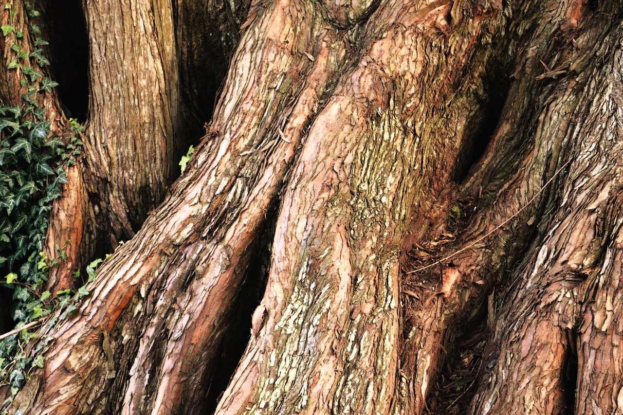 mystical tree forest free photo