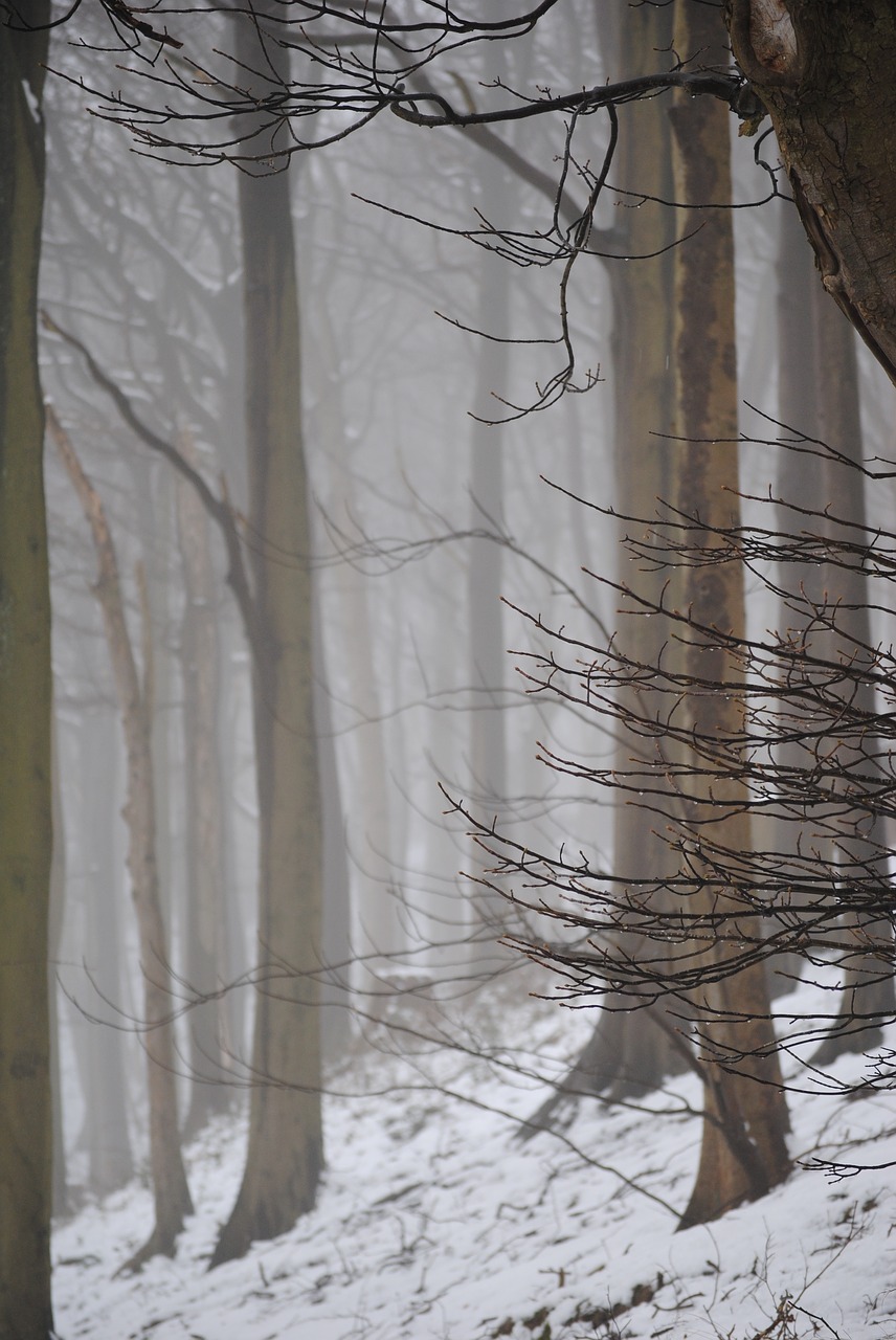 mystical  trees  forest free photo