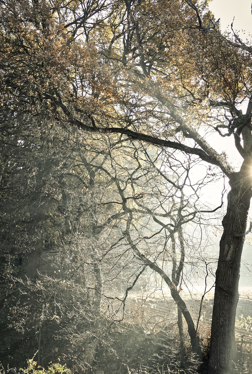 mystical  tree  forest free photo