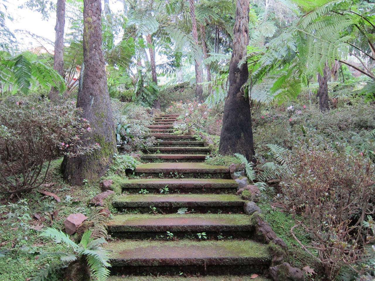 mystical stairs tropical garden forest free photo