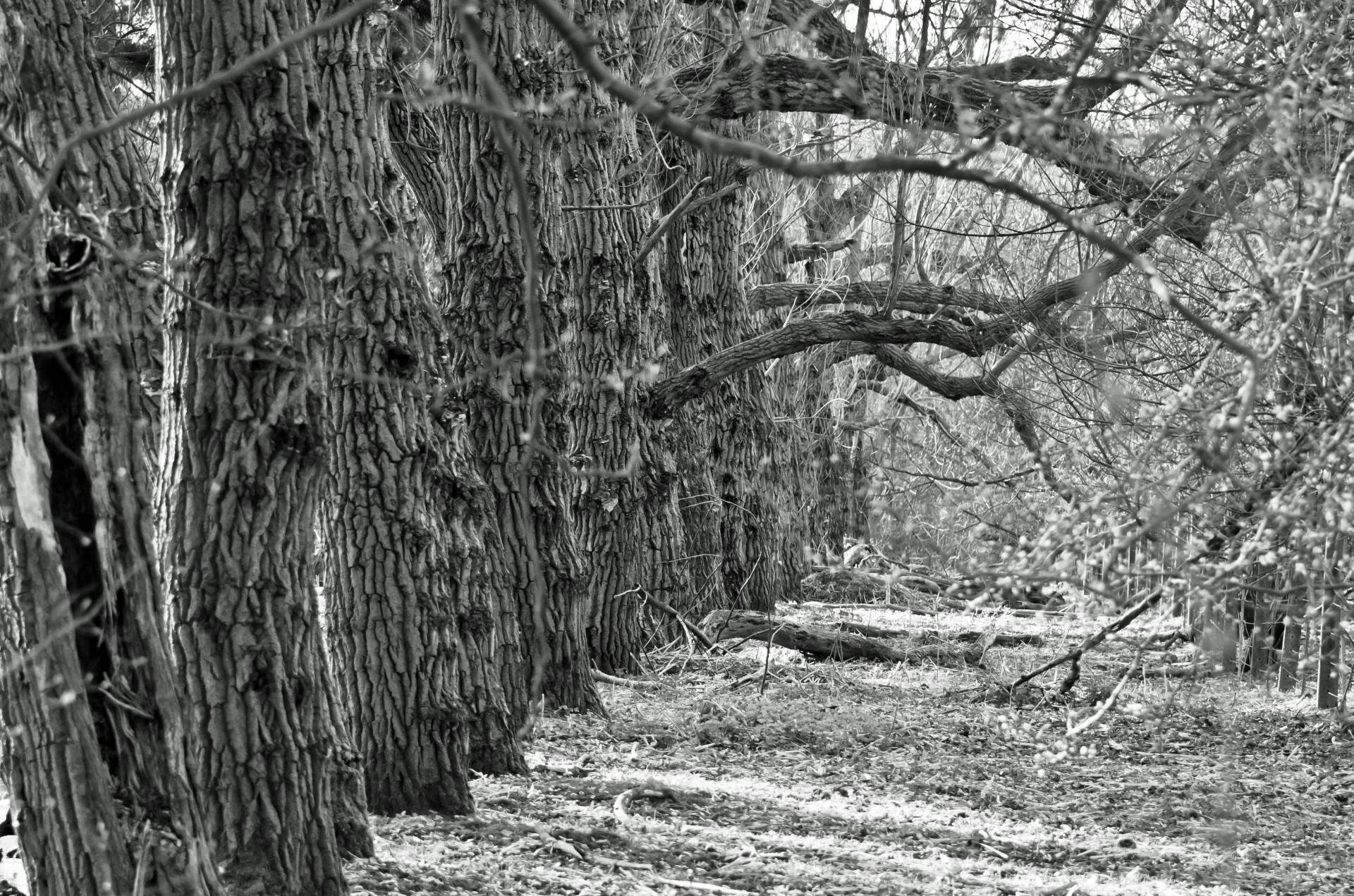 tree branch branches free photo