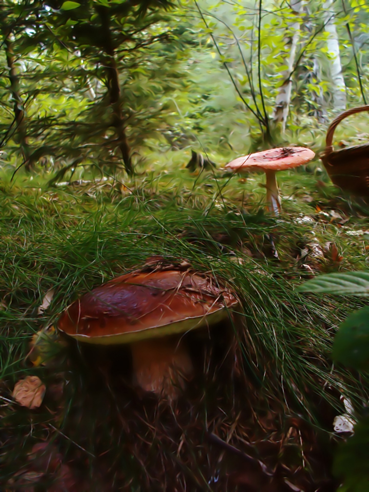 mushrooms basket forest free photo