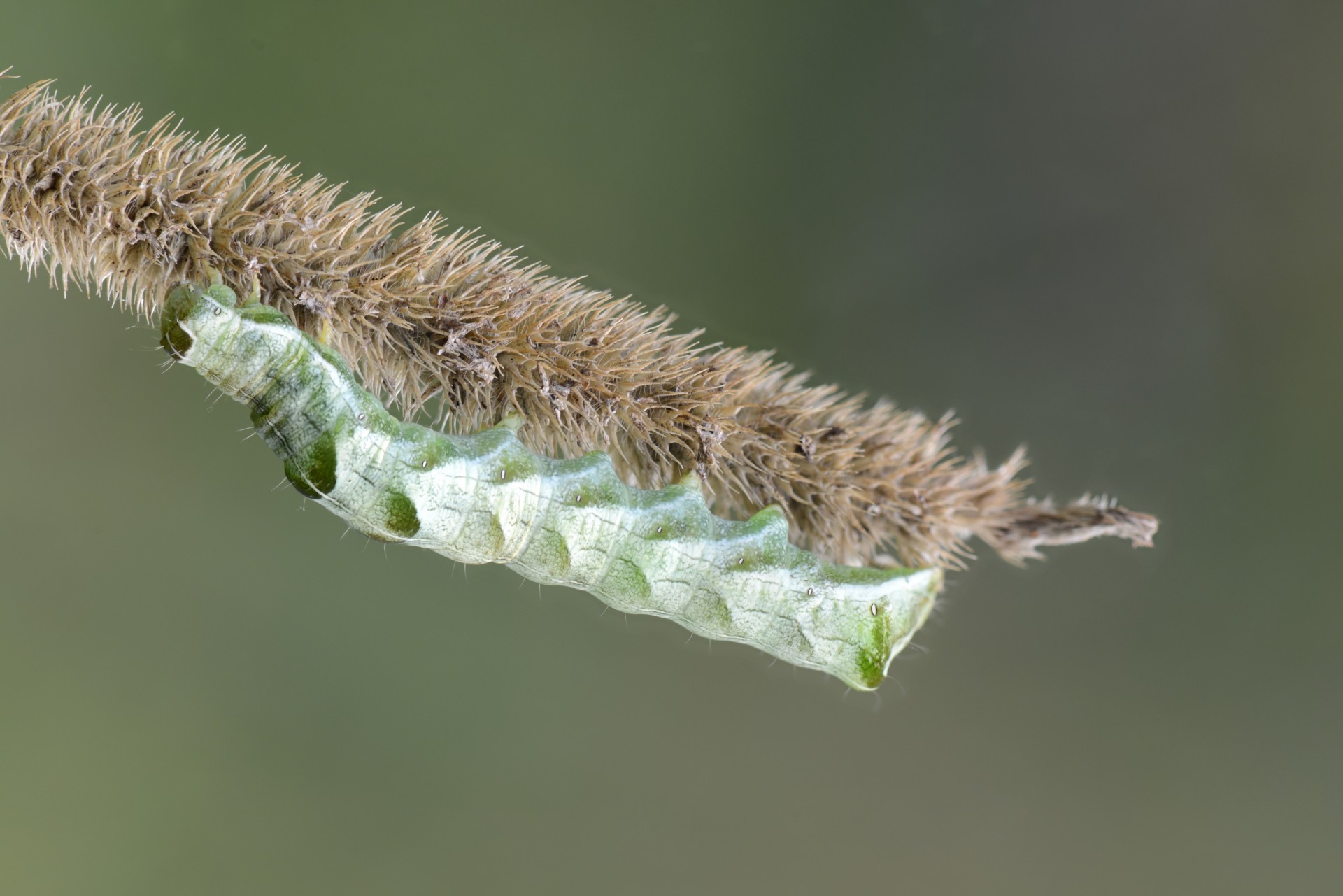 caterpillar insects nature free photo