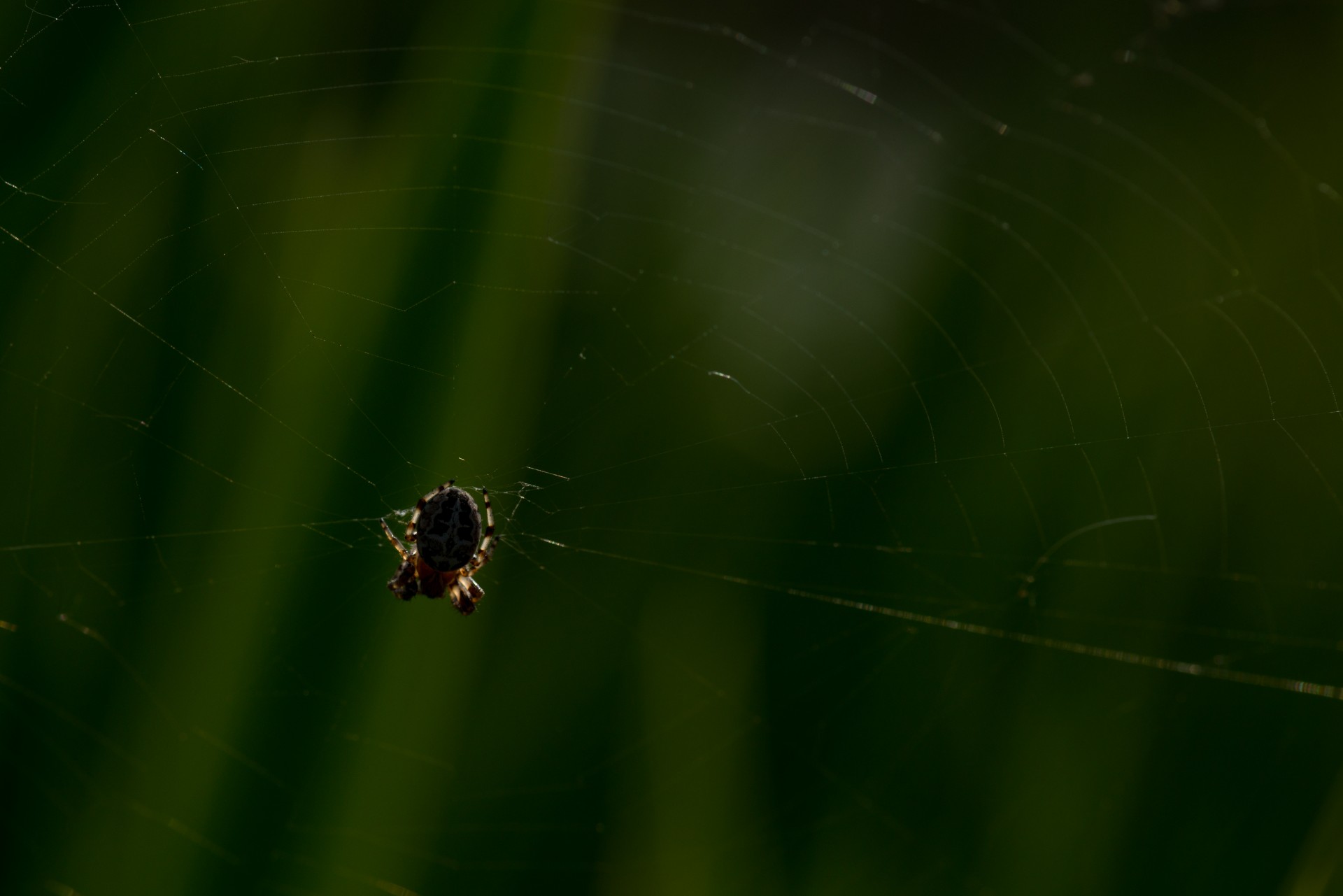 spider web abstract free photo
