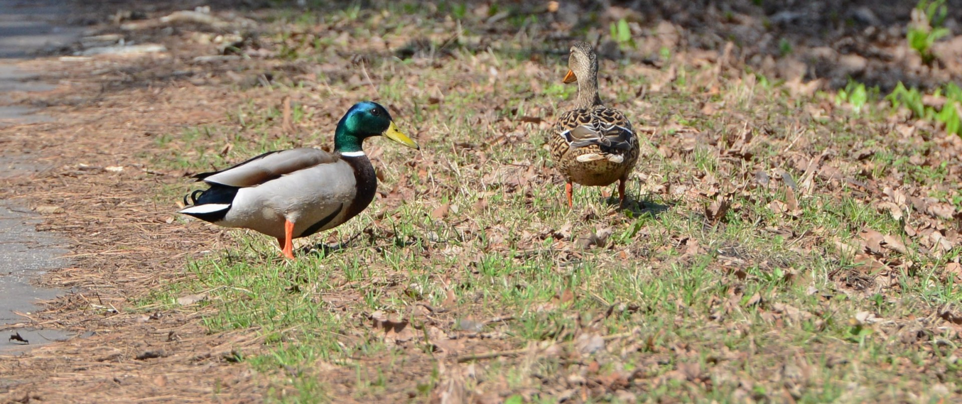 duck bird grass free photo