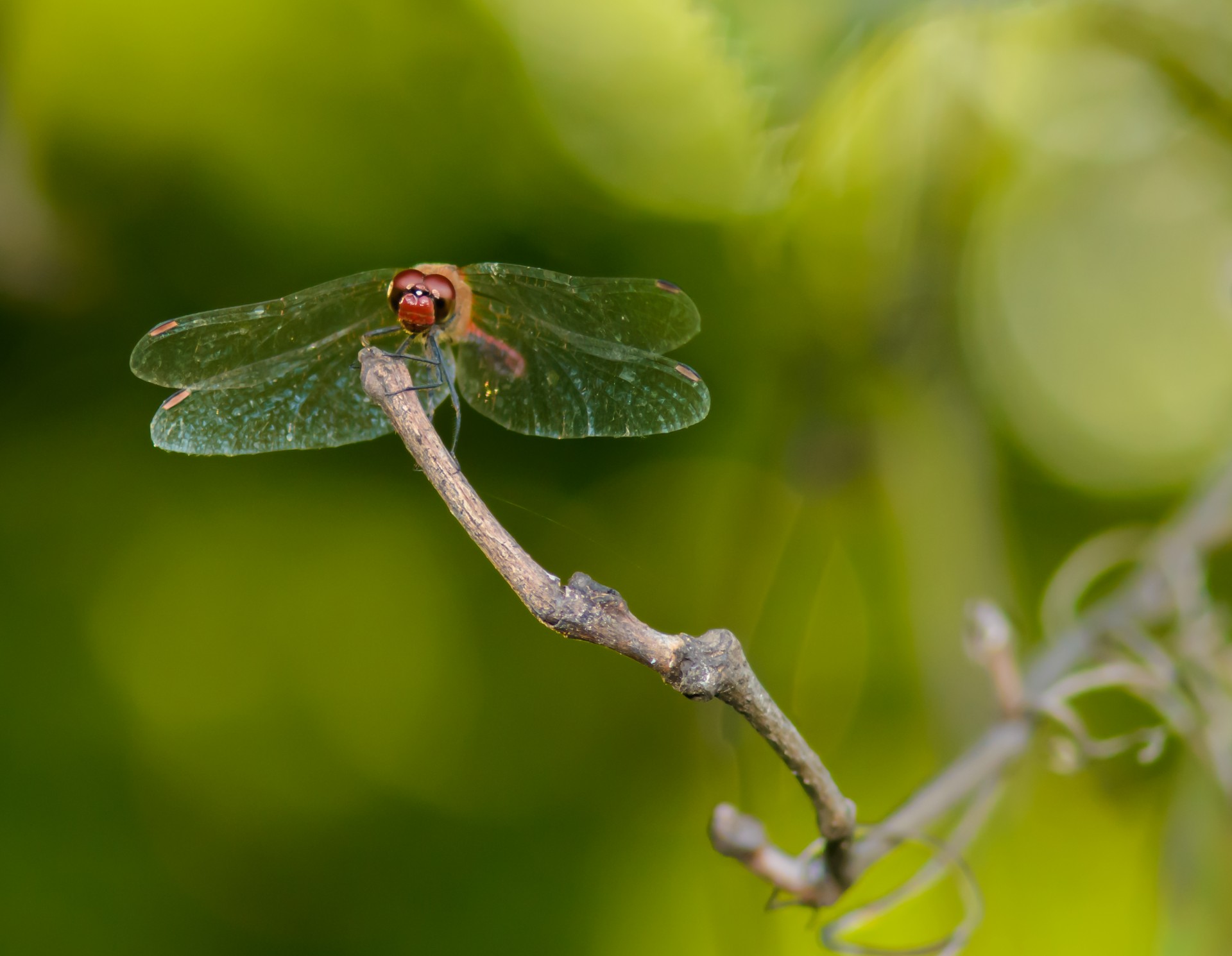 dragonfly red sun free photo