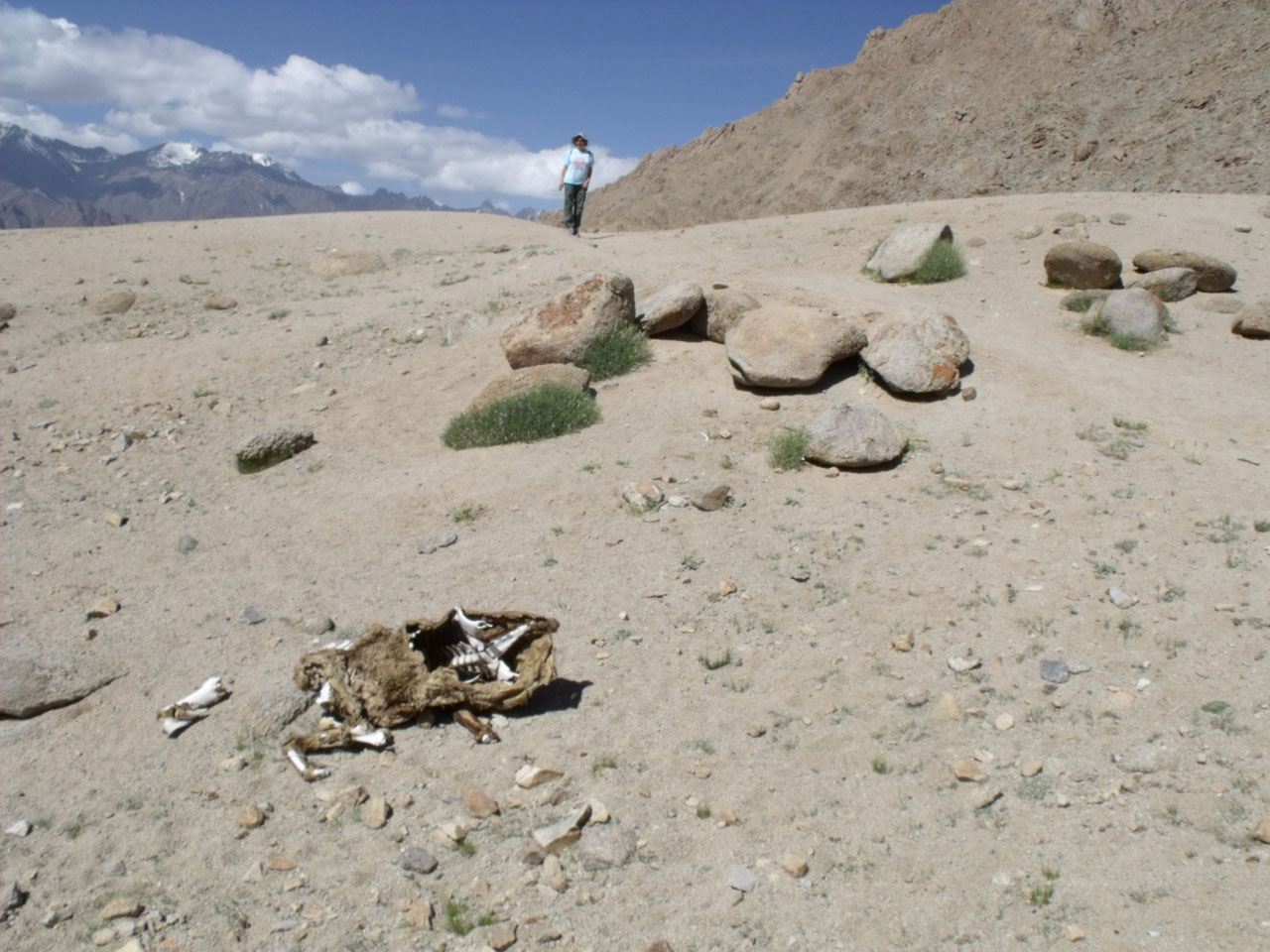 india ladakh trekking free photo