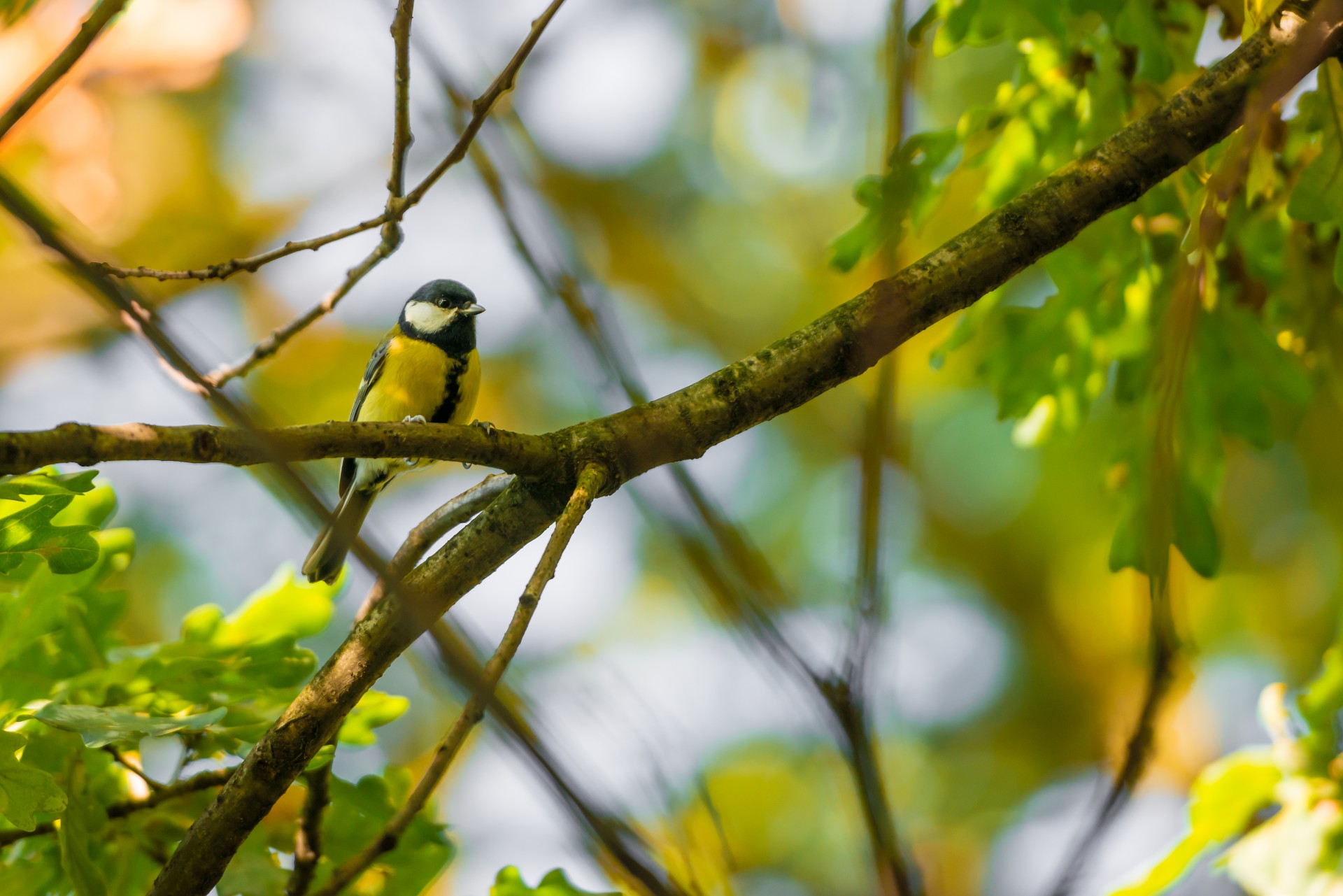 bird feathers bokeh free photo