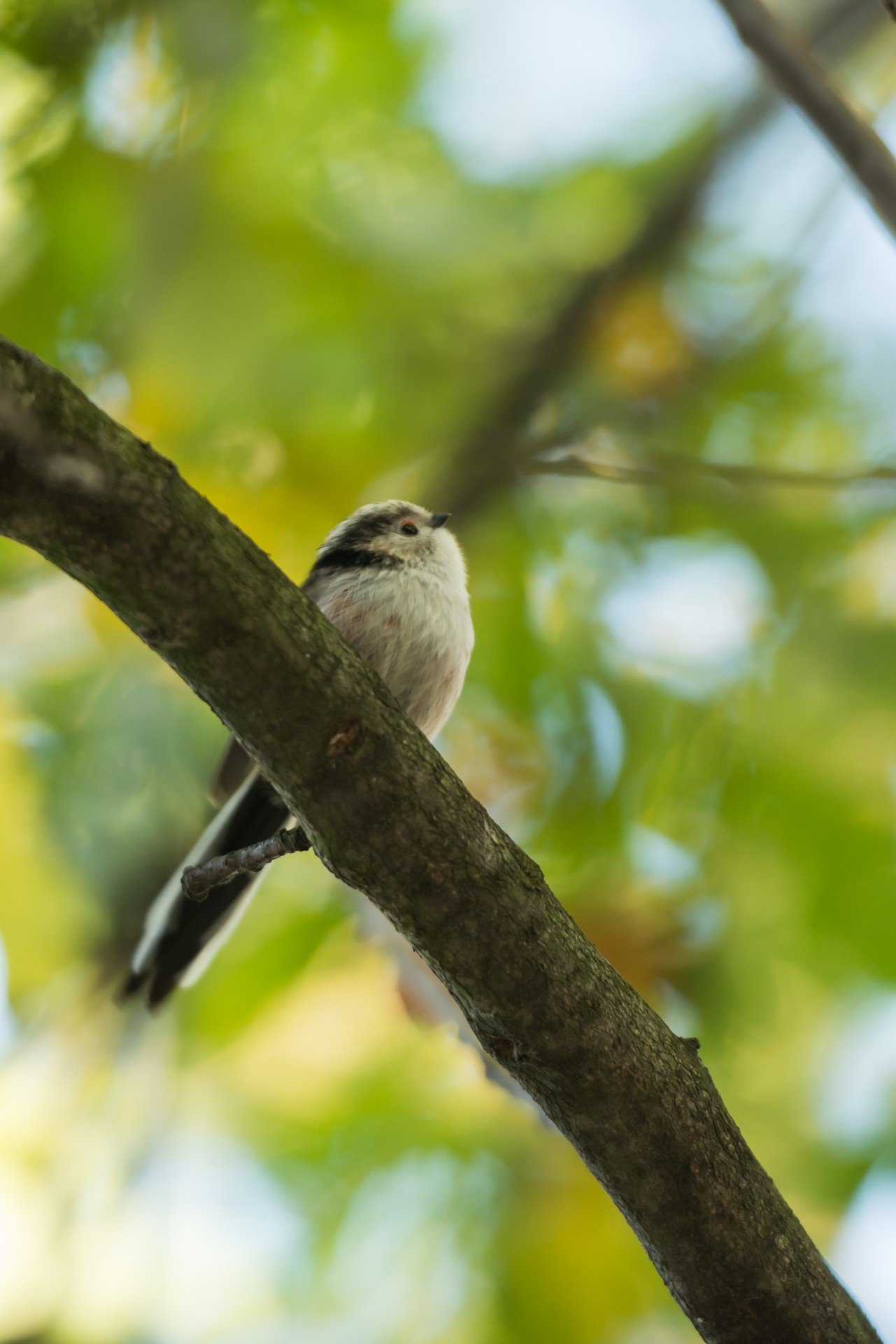 bird feathers bokeh free photo