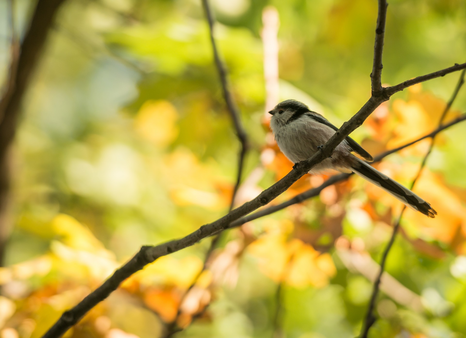 bird feathers bokeh free photo