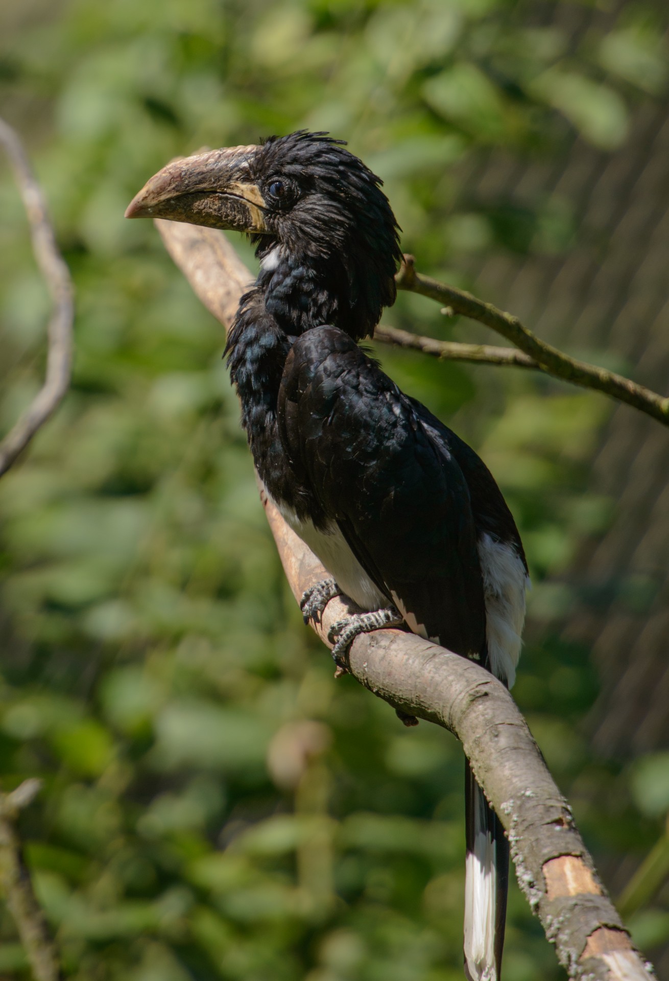 bird branch beak free photo