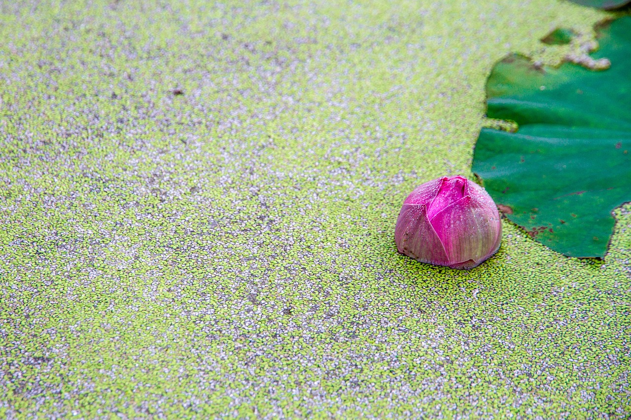 nae lotus lotus leaf free photo