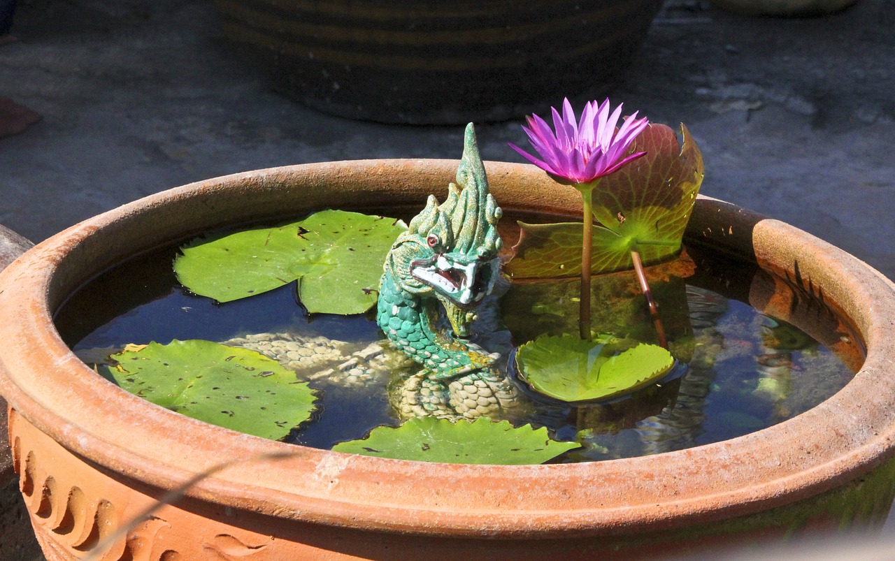 naga lotus plant free photo