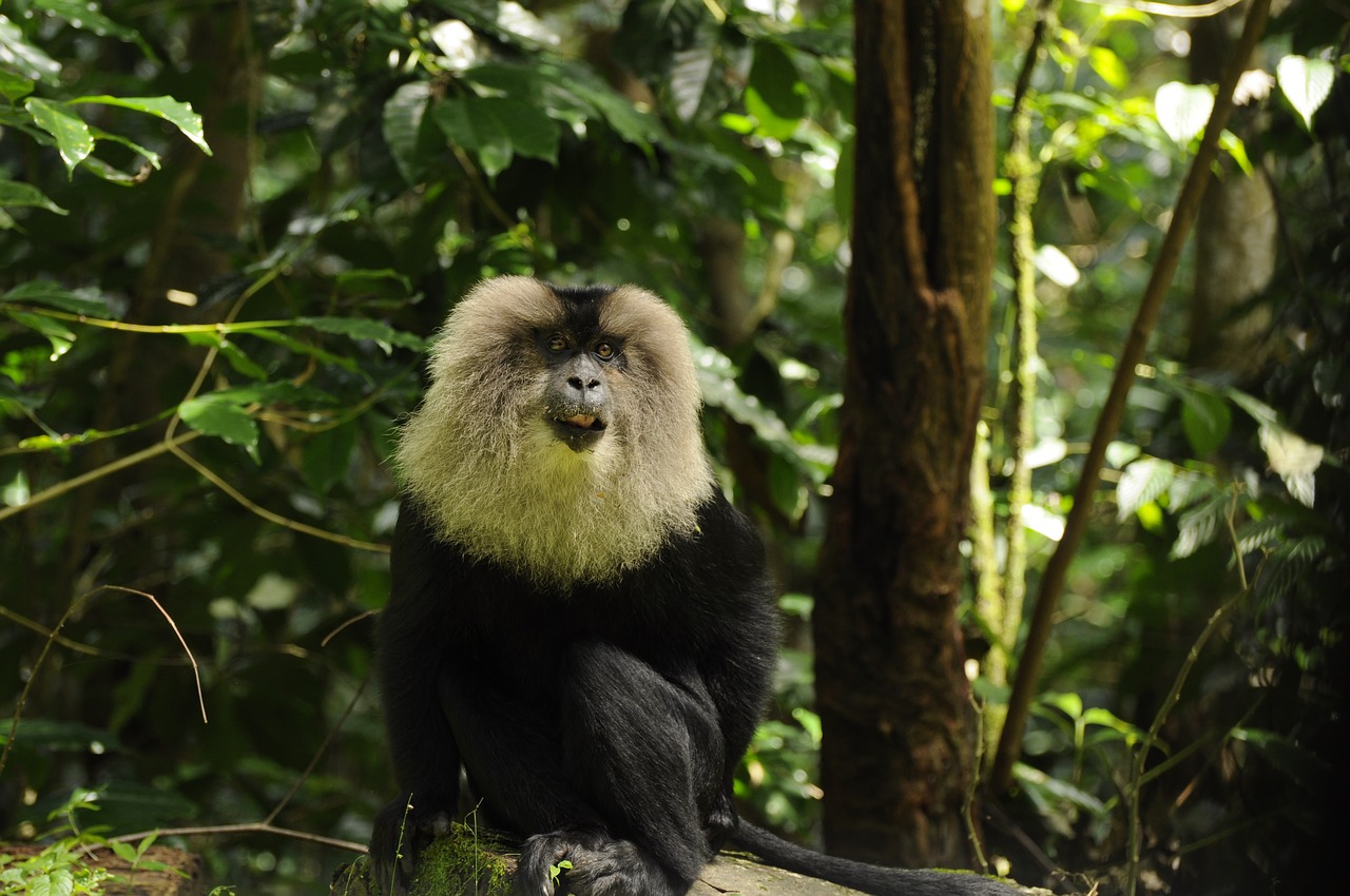 nagaraja papanna np photography lion tailed macaque free photo