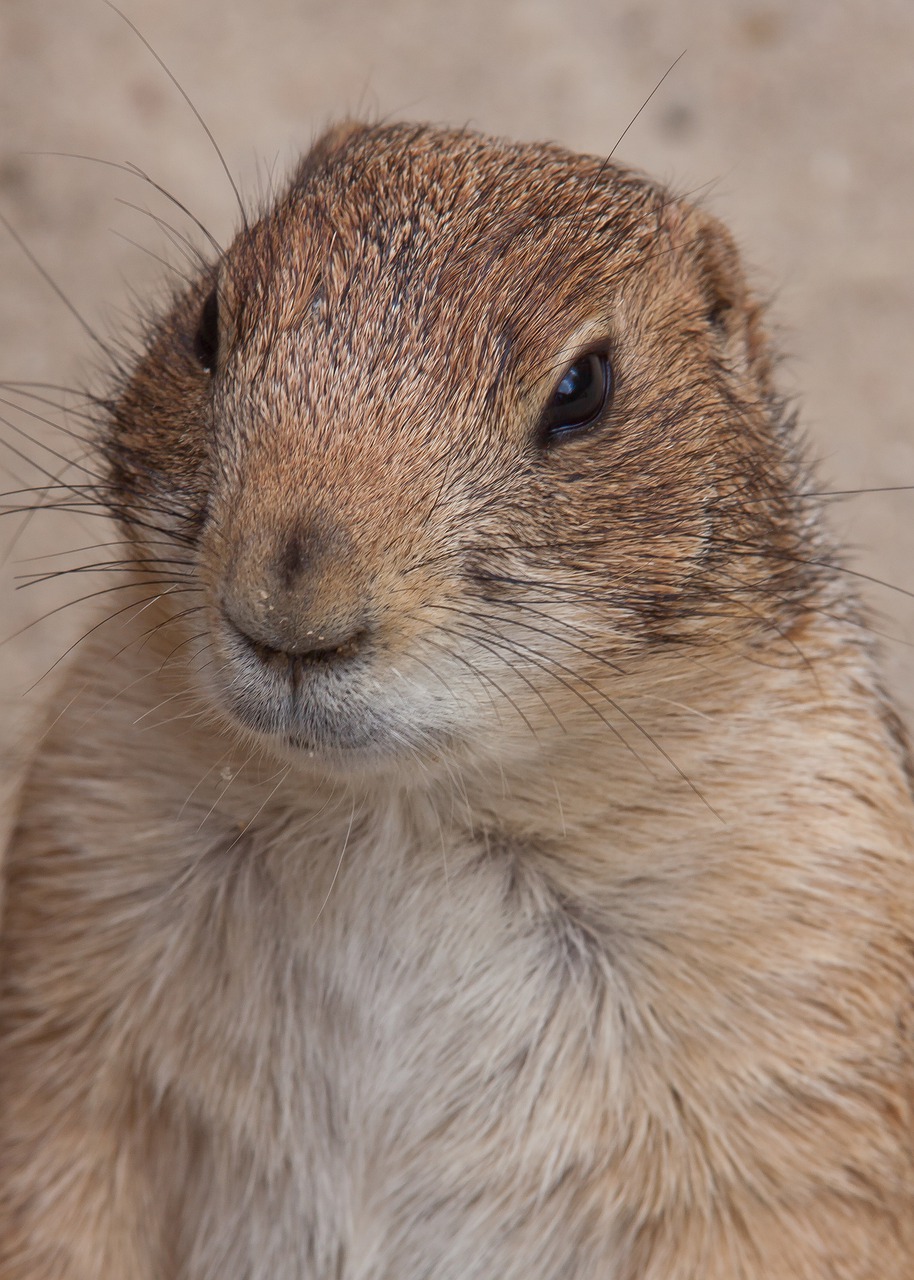 nager  marmot  wilderness free photo