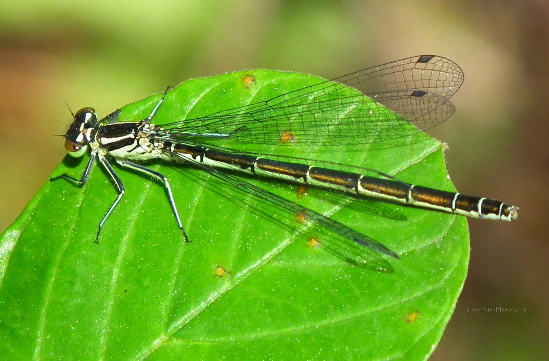 dragonfly demoiselle some sort of dragonfly free photo