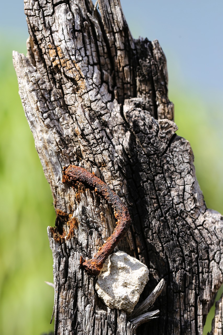 nail  rust  wood free photo