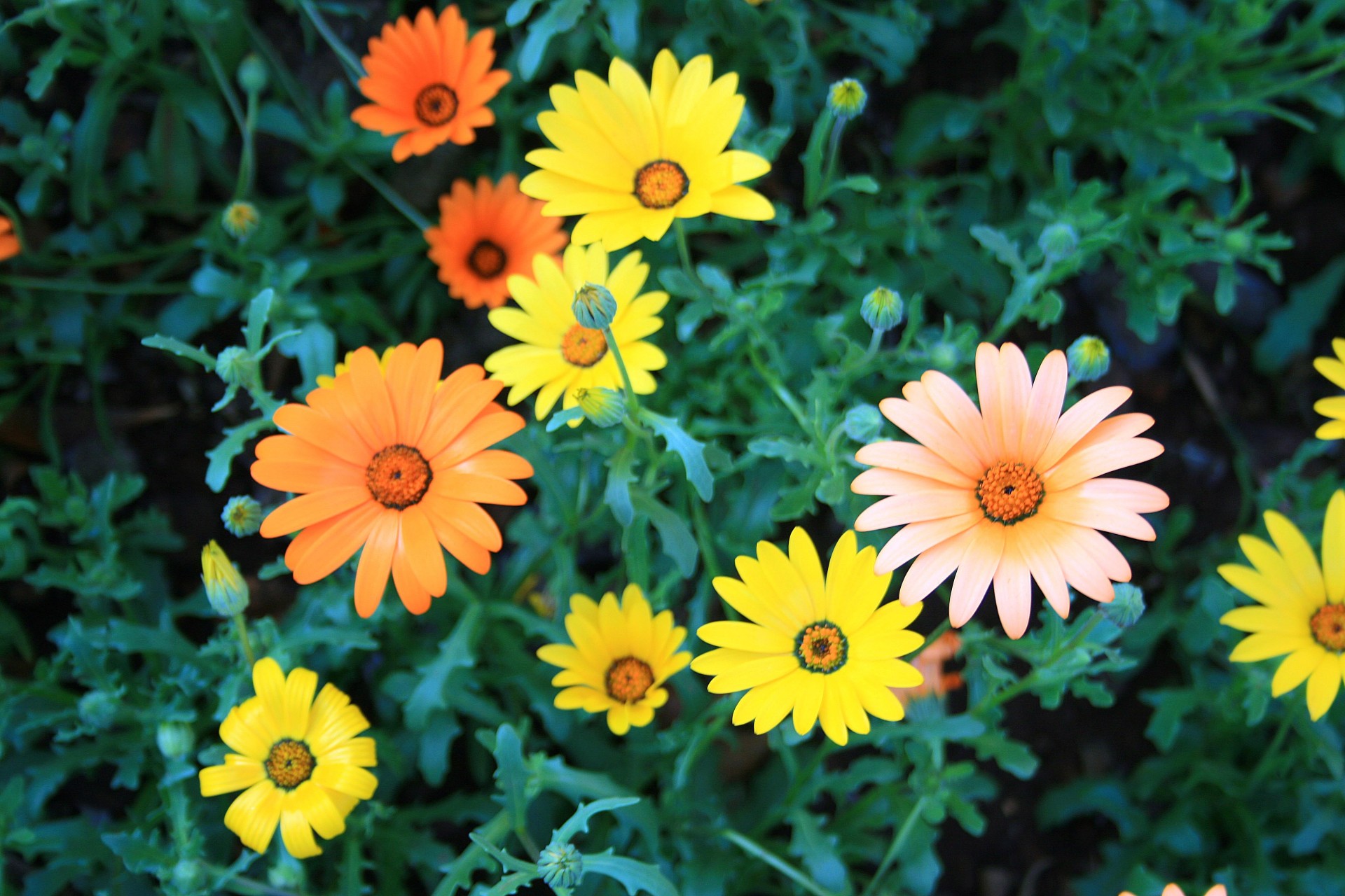 bed flower orange free photo