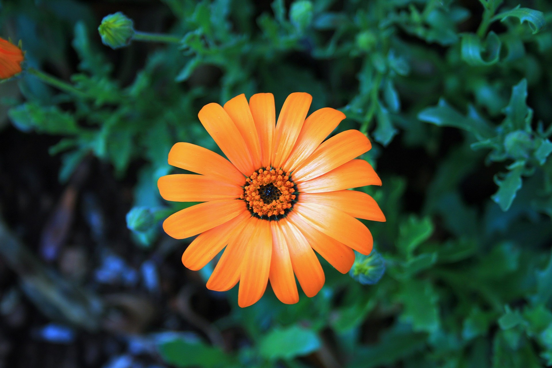 flower daisy orange free photo